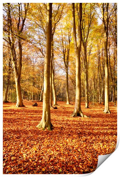 Forest beech trees in autumn fall Print by Simon Bratt LRPS