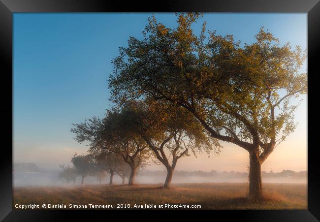 Apple orchard at sunrise in the mist Framed Print by Daniela Simona Temneanu