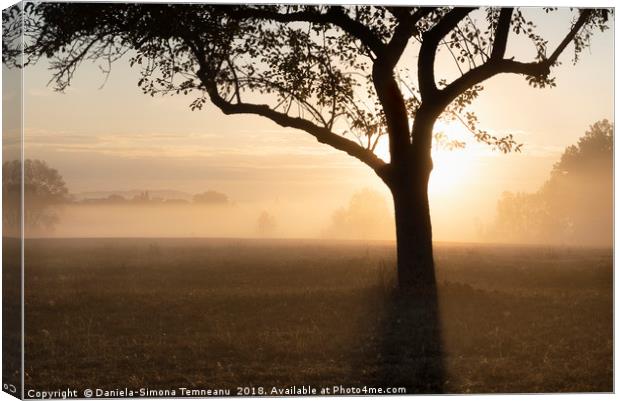 Sunrise through the fog over tree silhouette Canvas Print by Daniela Simona Temneanu