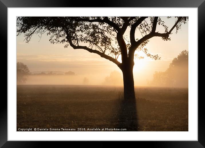 Sunrise through the fog over tree silhouette Framed Mounted Print by Daniela Simona Temneanu