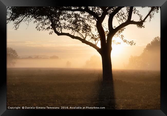 Sunrise through the fog over tree silhouette Framed Print by Daniela Simona Temneanu