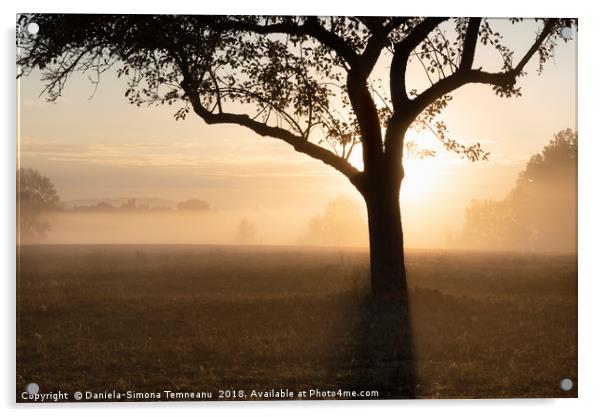 Sunrise through the fog over tree silhouette Acrylic by Daniela Simona Temneanu