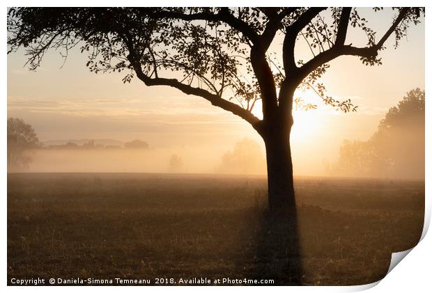 Sunrise through the fog over tree silhouette Print by Daniela Simona Temneanu