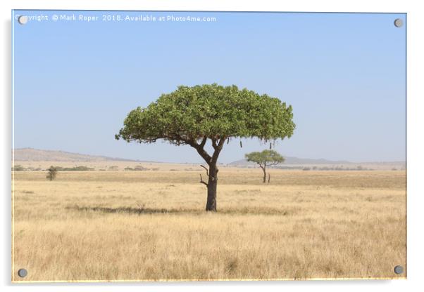 Kigelia Africana tree in Serengeti, Tanzania Acrylic by Mark Roper