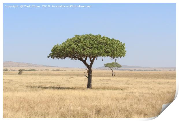 Kigelia Africana tree in Serengeti, Tanzania Print by Mark Roper