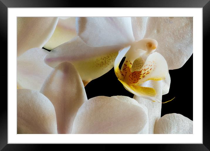 inside an orchid Framed Mounted Print by youri Mahieu