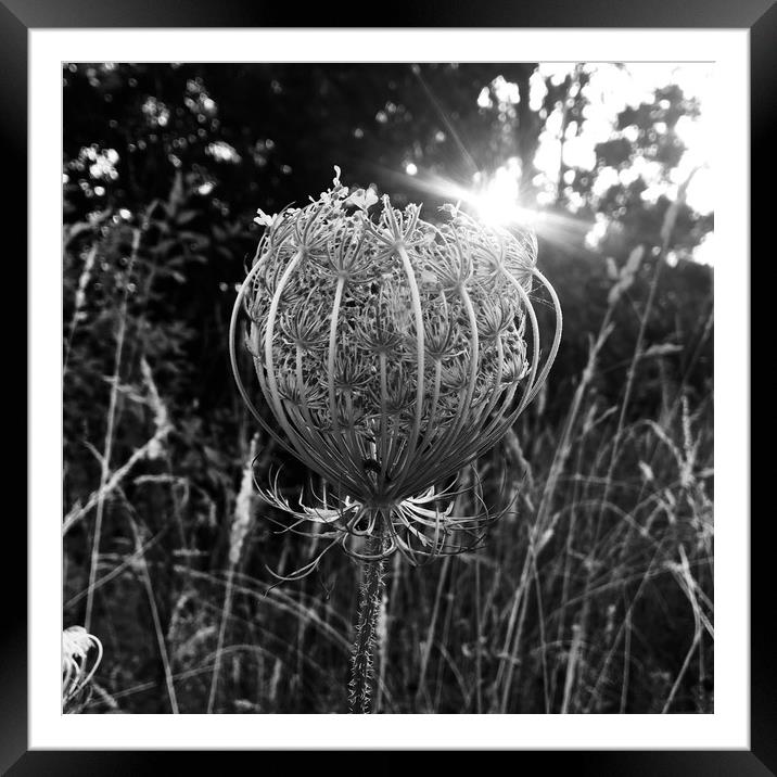 Seed head at dawn Framed Mounted Print by Mark Williams