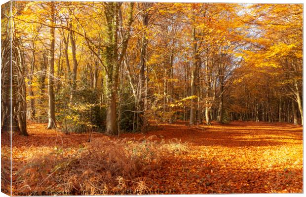 Autumn woodland trees in amazing colour Canvas Print by Simon Bratt LRPS