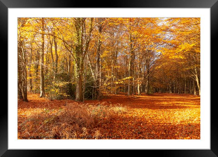 Autumn woodland trees in amazing colour Framed Mounted Print by Simon Bratt LRPS