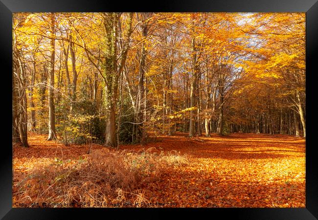Autumn woodland trees in amazing colour Framed Print by Simon Bratt LRPS