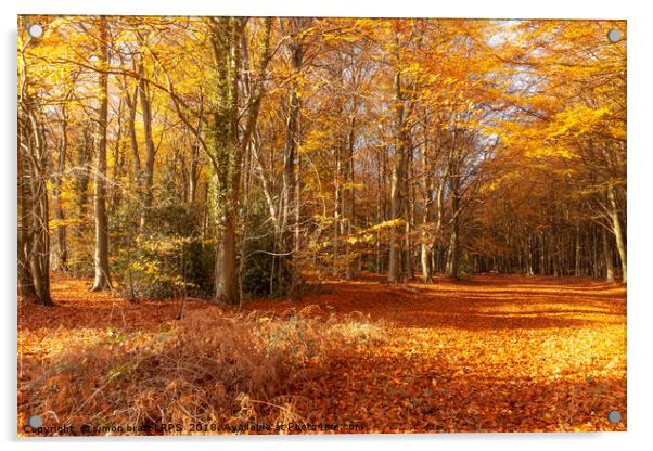 Autumn woodland trees in amazing colour Acrylic by Simon Bratt LRPS
