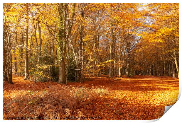 Autumn woodland trees in amazing colour Print by Simon Bratt LRPS