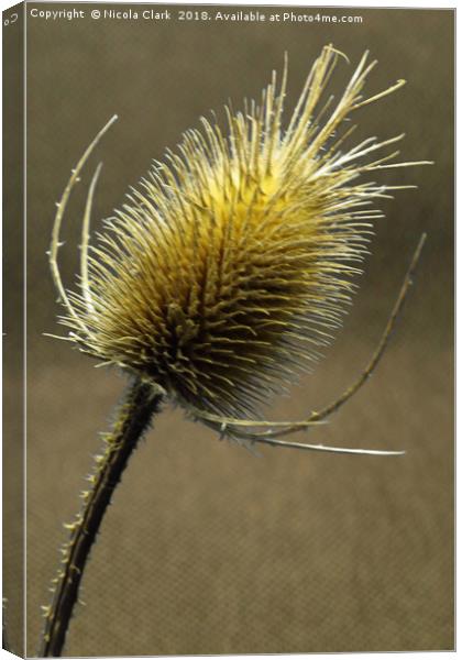 Teasel Canvas Print by Nicola Clark