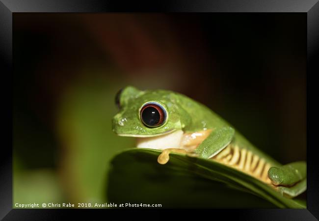 Red-Eyed tree Frog (Agalychnis callidryas) Framed Print by Chris Rabe