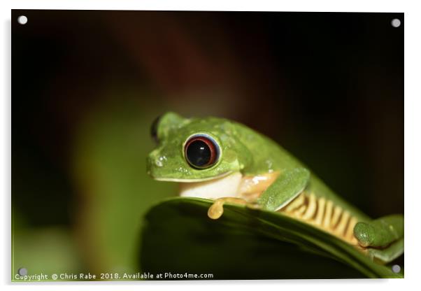 Red-Eyed tree Frog (Agalychnis callidryas) Acrylic by Chris Rabe
