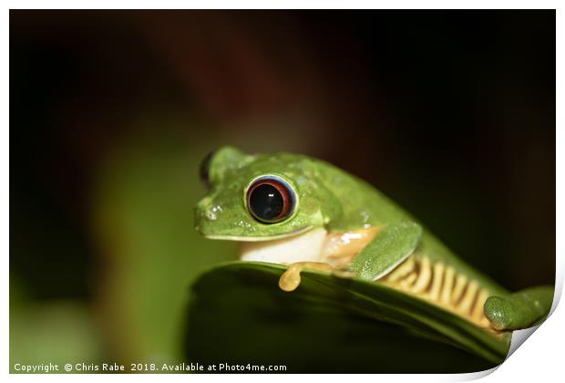 Red-Eyed tree Frog (Agalychnis callidryas) Print by Chris Rabe