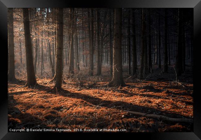 Dark autumn forest with beams of light Framed Print by Daniela Simona Temneanu