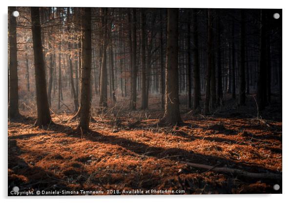 Dark autumn forest with beams of light Acrylic by Daniela Simona Temneanu