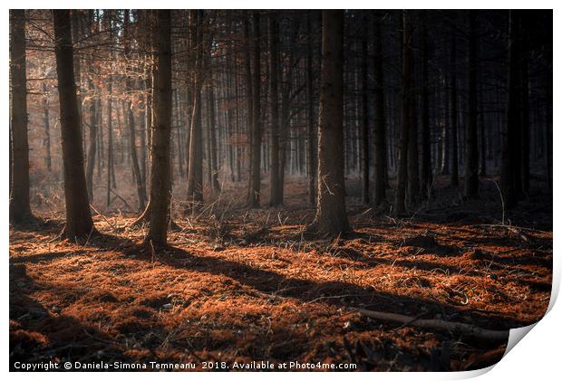 Dark autumn forest with beams of light Print by Daniela Simona Temneanu