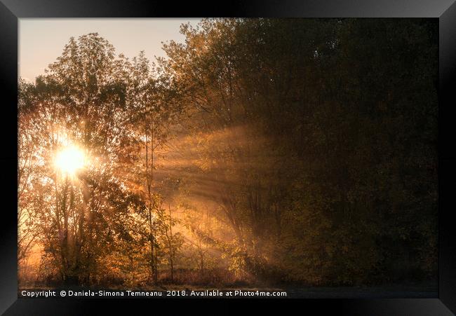 Sun rays shining through fog and trees Framed Print by Daniela Simona Temneanu
