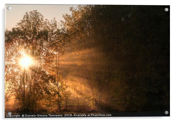 Sun rays shining through fog and trees Acrylic by Daniela Simona Temneanu