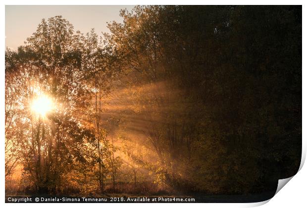 Sun rays shining through fog and trees Print by Daniela Simona Temneanu