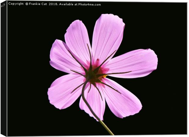 Pink Cosmos Canvas Print by Frankie Cat