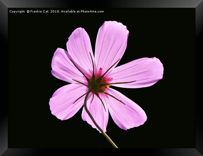 Pink Cosmos Framed Print by Frankie Cat