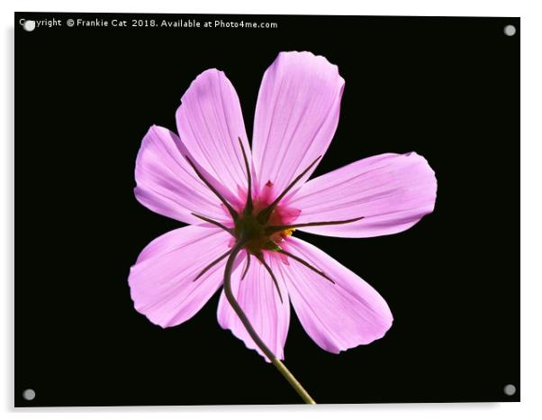 Pink Cosmos Acrylic by Frankie Cat