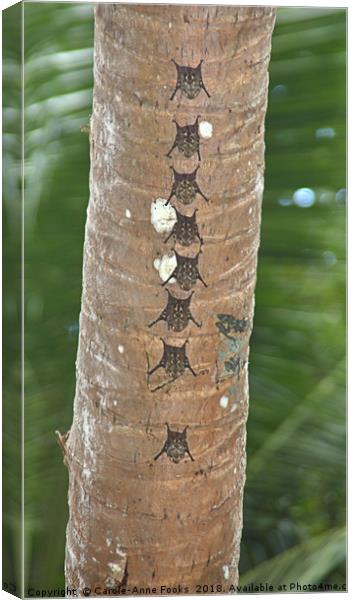 White-lined Bats Canvas Print by Carole-Anne Fooks