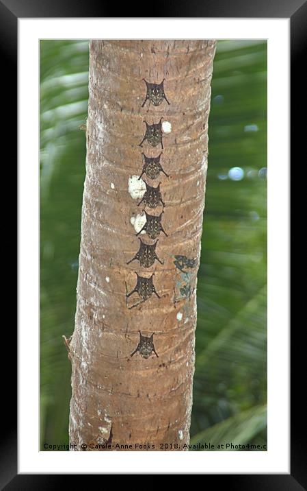 White-lined Bats Framed Mounted Print by Carole-Anne Fooks
