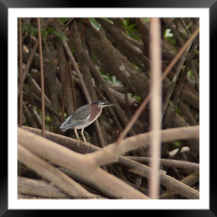 Green Heron Framed Mounted Print by Carole-Anne Fooks