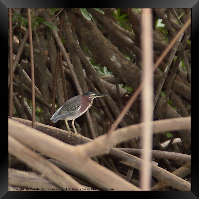 Green Heron Framed Print by Carole-Anne Fooks