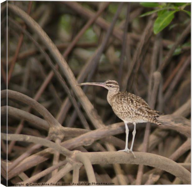 Whimbrel Canvas Print by Carole-Anne Fooks