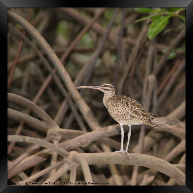 Whimbrel Framed Print by Carole-Anne Fooks