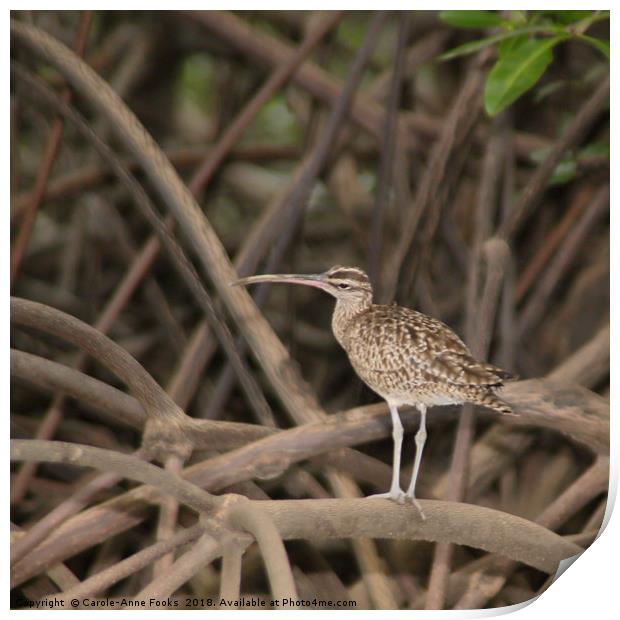 Whimbrel Print by Carole-Anne Fooks