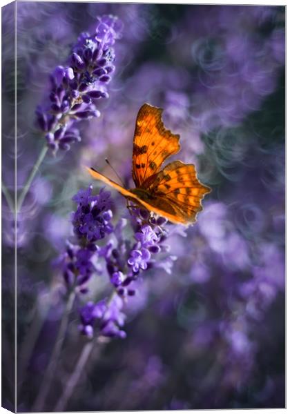 Butterfly on lavender flowers. Canvas Print by Karina Knyspel