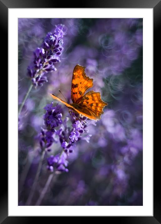 Butterfly on lavender flowers. Framed Mounted Print by Karina Knyspel