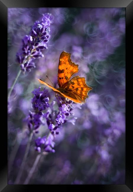 Butterfly on lavender flowers. Framed Print by Karina Knyspel