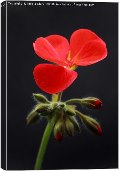 Red Pelargonium Canvas Print by Nicola Clark