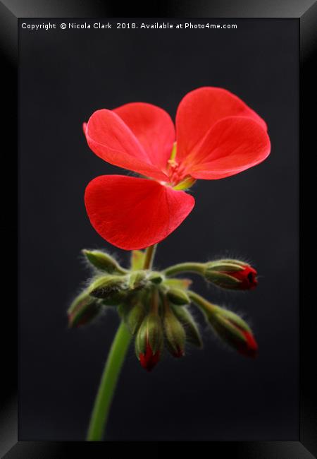 Red Pelargonium Framed Print by Nicola Clark