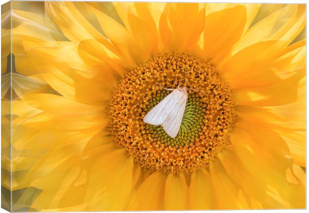 A moth on a sunflower. Canvas Print by Karina Knyspel