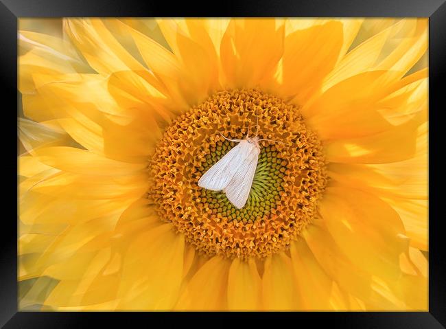 A moth on a sunflower. Framed Print by Karina Knyspel