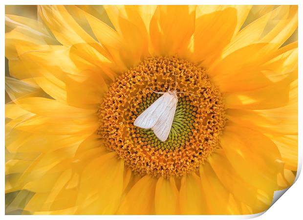 A moth on a sunflower. Print by Karina Knyspel