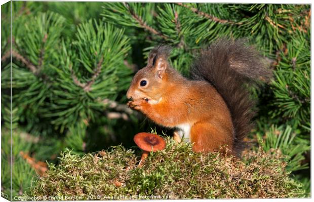Red Squirrel  Canvas Print by David Forster