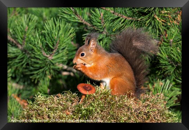 Red Squirrel  Framed Print by David Forster