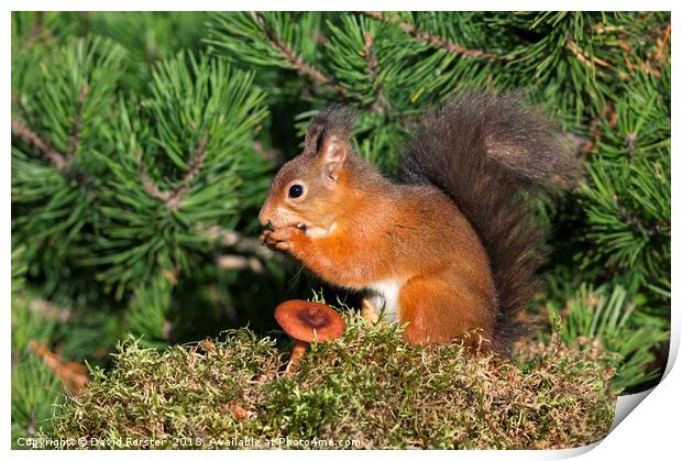 Red Squirrel  Print by David Forster