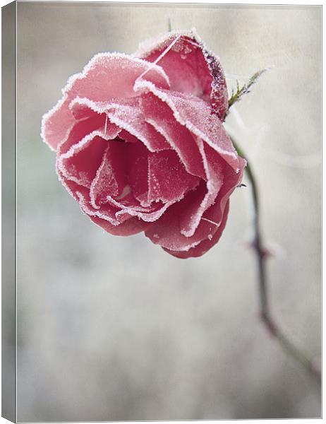 Frosted Red Rose Canvas Print by Dave Turner