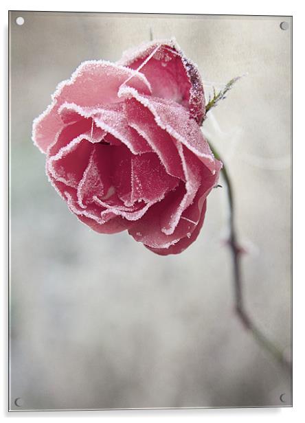 Frosted Red Rose Acrylic by Dave Turner