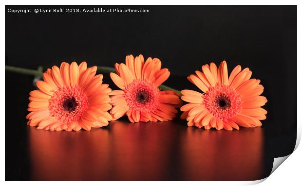 Three Gerberas Print by Lynn Bolt